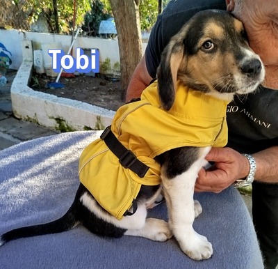 Tobi, Bracke Welpen - Rüde