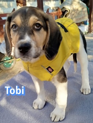 Tobi, Bracke Welpen - Rüde