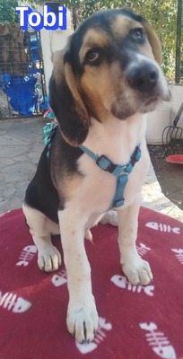 Tobi, Bracke Welpen - Rüde