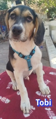 Tobi, Bracke Welpen - Rüde