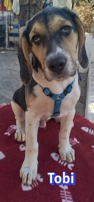 Tobi, Bracke Welpen - Rüde