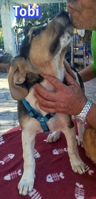 Tobi, Bracke Welpen - Rüde