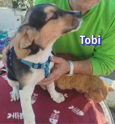 Tobi, Bracke Welpen - Rüde