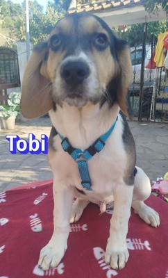 Tobi, Bracke Welpen - Rüde