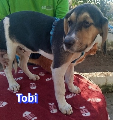 Tobi, Bracke Welpen - Rüde