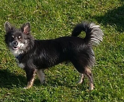 Tobi, Chihuahua - kastriert - Rüde