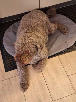 Tobi, Lagotto Rogmanolo - Rüde