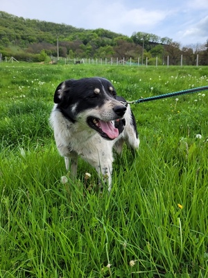 Tobi, Mischling - Rüde