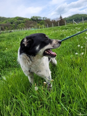 Tobi, Mischling - Rüde