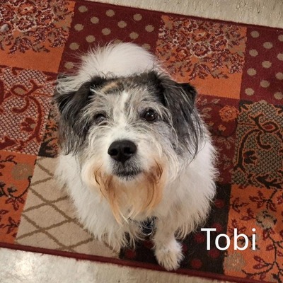 Tobi, geb. 2018, Wuschel sucht liebevolles Zuhause, Hütehund-Mischling - Rüde