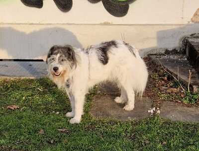 Tobi, geb. 2018, Wuschel sucht liebevolles Zuhause, Hütehund-Mischling - Rüde