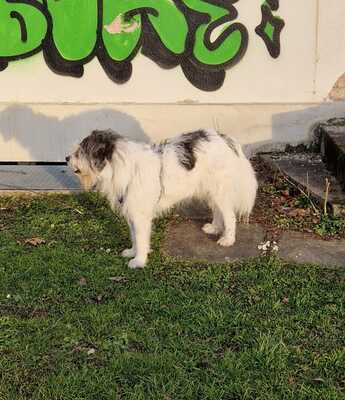 Tobi, geb. 2018, Wuschel sucht liebevolles Zuhause, Hütehund-Mischling - Rüde