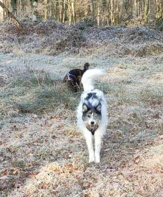 Tobi, geb. 2018, Wuschel sucht liebevolles Zuhause, Hütehund-Mischling - Rüde