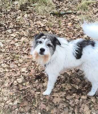 Tobi, geb. 2018, Wuschel sucht liebevolles Zuhause, Hütehund-Mischling - Rüde