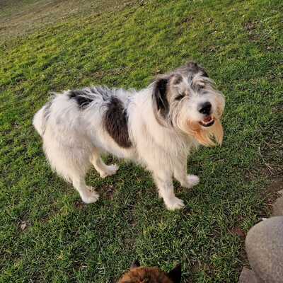 Tobi, geb. 2018, Wuschel sucht liebevolles Zuhause, Hütehund-Mischling - Rüde