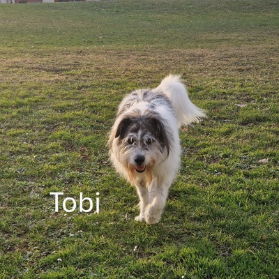 Tobi, geb. 2018, Wuschel sucht liebevolles Zuhause, Hütehund-Mischling - Rüde