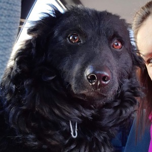 Tobi, unbekannt - Rüde