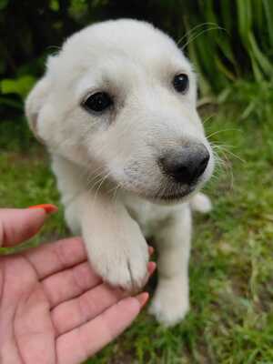 Tobias sucht seine Familie..., Mischling Welpen - Rüde