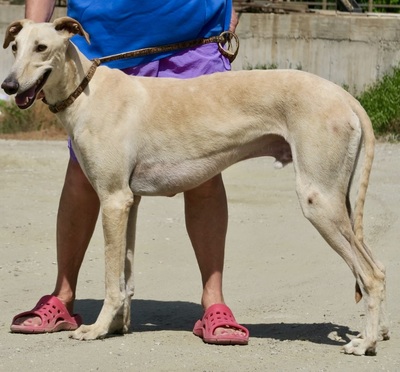 Toby, Galgo Espanol - Rüde