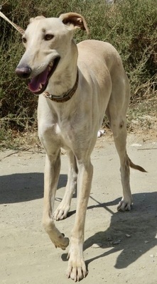 Toby, Galgo Espanol - Rüde