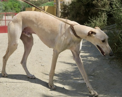 Toby, Galgo Espanol - Rüde