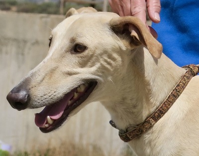 Toby, Galgo Espanol - Rüde