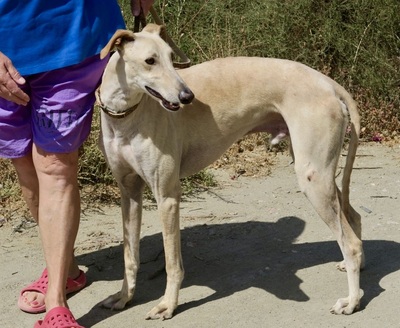 Toby, Galgo Espanol - Rüde