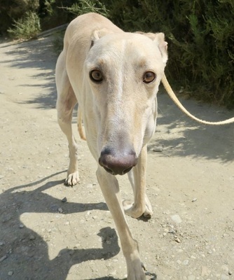 Toby, Galgo Espanol - Rüde