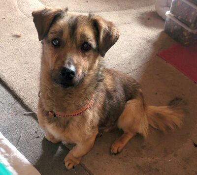 Toby, Mischling - Rüde