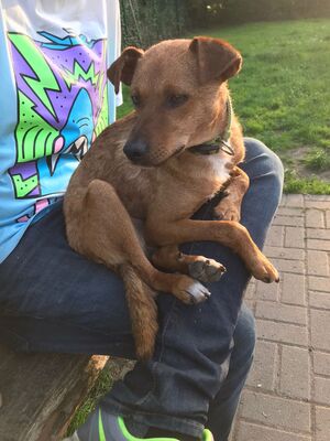 Toby, Mischling - Rüde