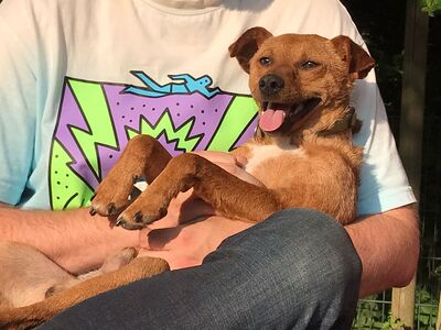 Toby, Mischling - Rüde