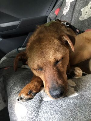 Toby, Mischling - Rüde