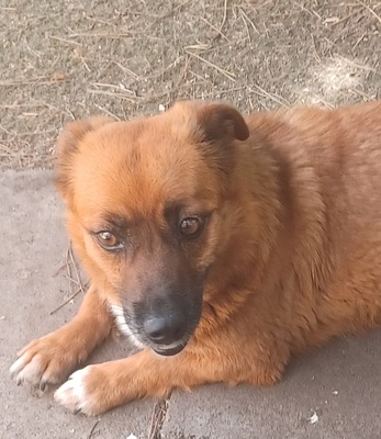 Toby, Mischling - Rüde