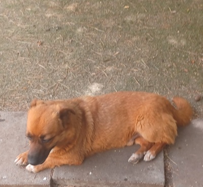 Toby, Mischling - Rüde