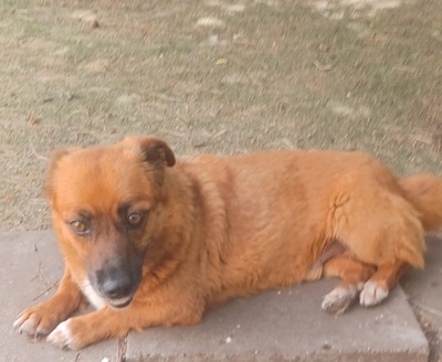 Toby, Mischling - Rüde