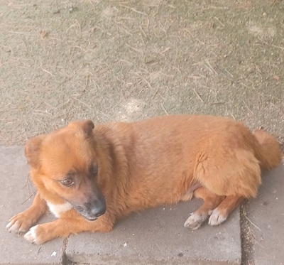 Toby, Mischling - Rüde