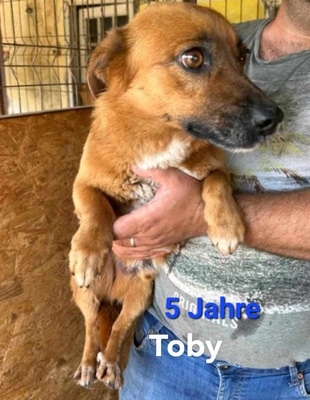 Toby, Mischling - Rüde