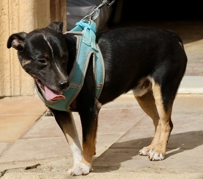 Toby, Mix - Rüde