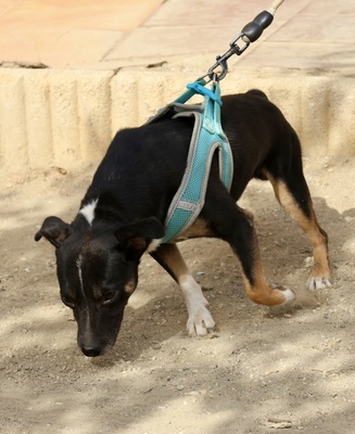 Toby, Mix - Rüde