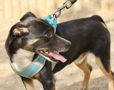 Toby, Mix - Rüde