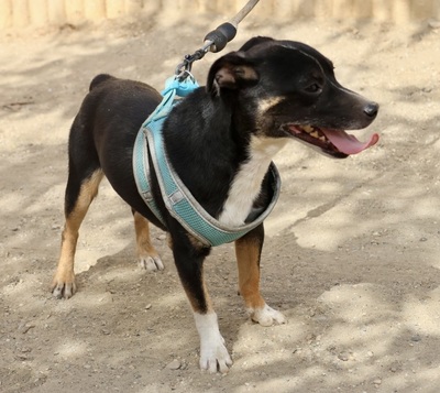 Toby, Mix - Rüde