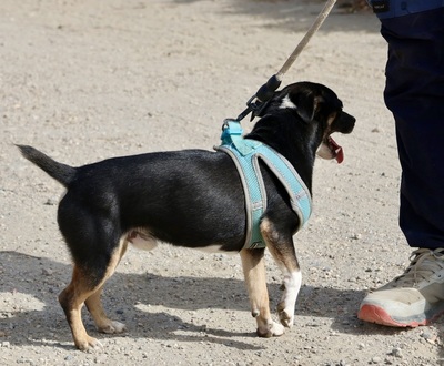 Toby, Mix - Rüde