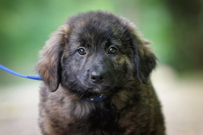 Todor, Mischling Welpen - Rüde