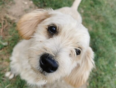 Töki, Malteser-Mischling - Rüde