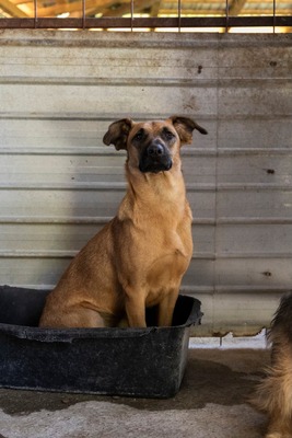 🐾 Toffee – Lebensfreude auf vier Pfoten 🐾
