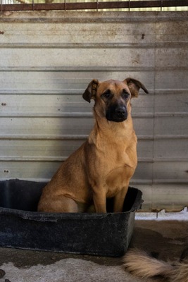 🐾 Toffee – Lebensfreude auf vier Pfoten 🐾, Mischling - Hündin