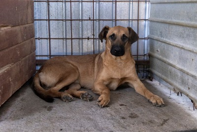 🐾 Toffee – Lebensfreude auf vier Pfoten 🐾, Mischling - Hündin