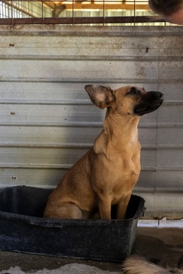 🐾 Toffee – Lebensfreude auf vier Pfoten 🐾, Mischling - Hündin