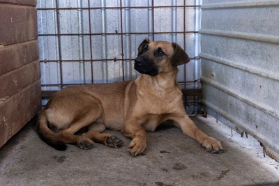 🐾 Toffee – Lebensfreude auf vier Pfoten 🐾, Mischling - Hündin