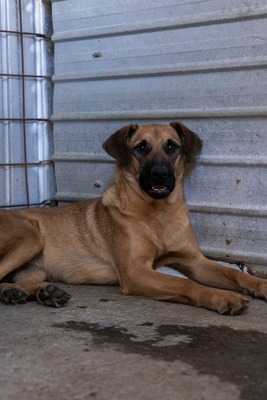 🐾 Toffee – Lebensfreude auf vier Pfoten 🐾, Mischling - Hündin